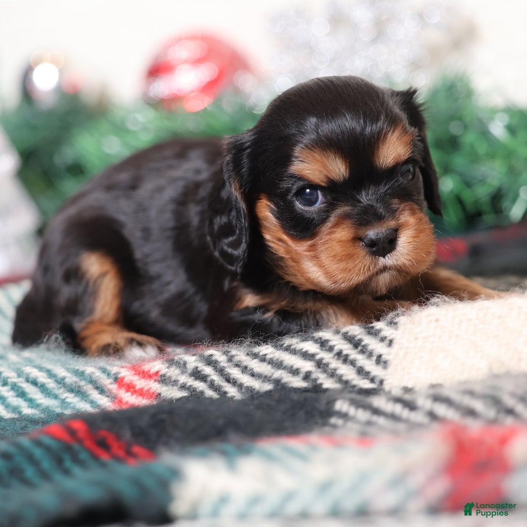 Cavalier King Charles Spaniel dogs for sale: Nora | Genetically Screened  - Ad 2