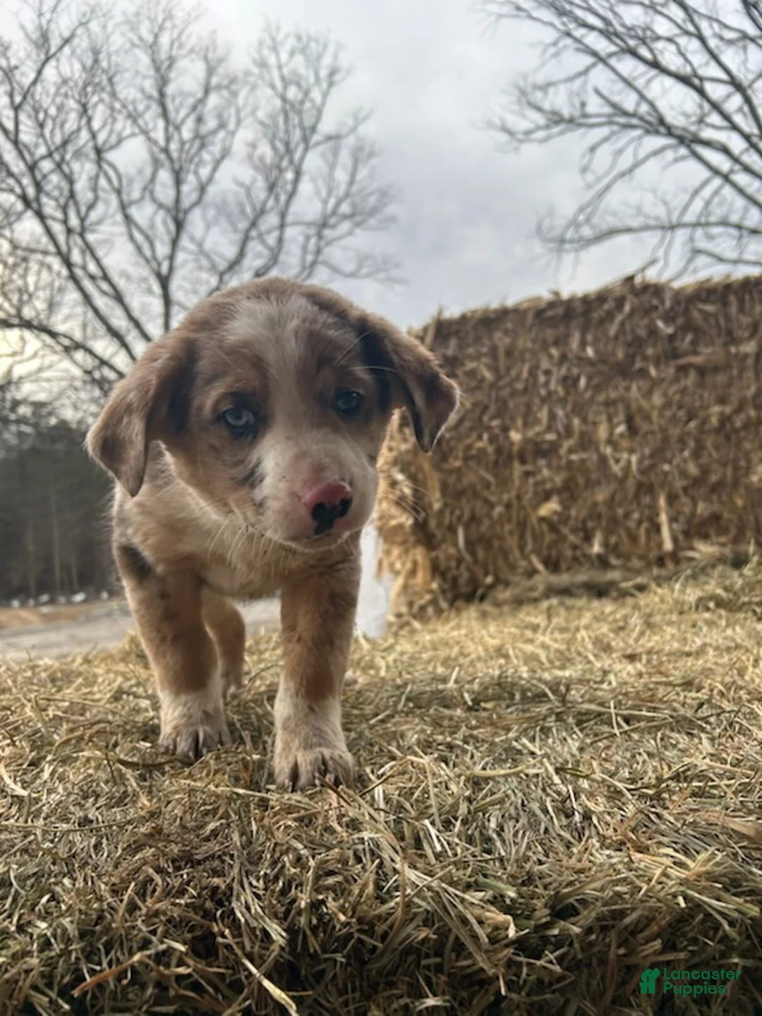 Australian Shepherd dogs for sale: Chief - Ad 2