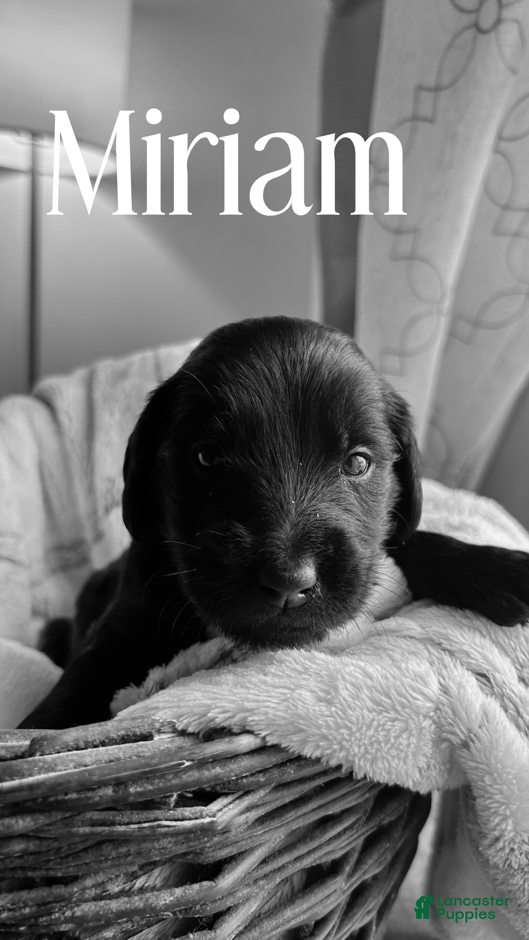 Mixed Breed dogs Golden Labradoodle Puppy 7 Orange Collar - Ad 33