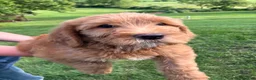 Labradoodle dogs for sale: Fern - Ad 4