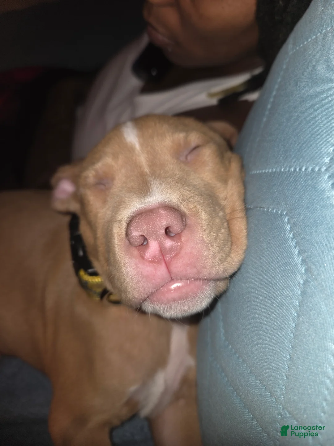 American Pit Bull Terrier dogs for sale: American Pit Bull Terrier Puppy 2 - Ad 2