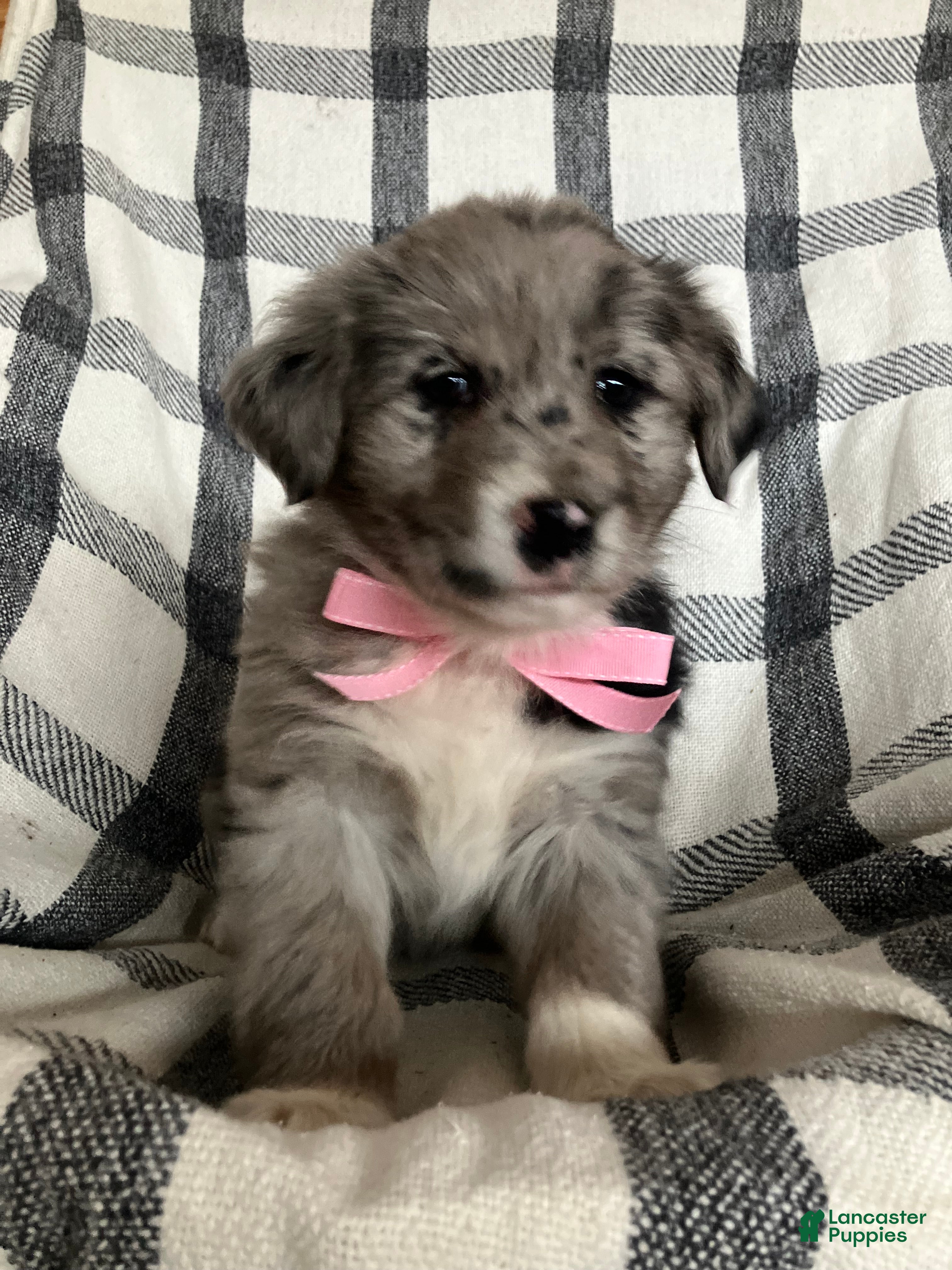 Mixed Breed dogs Aspen - Ad 41