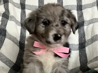 Mixed Breed dogs Aspen - Ad 41