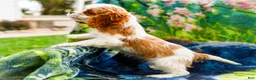 Mixed Breed dogs for sale: Janie - Ad 1