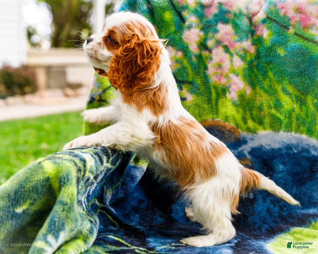 Mixed Breed dogs for sale: Janie - Ad 1
