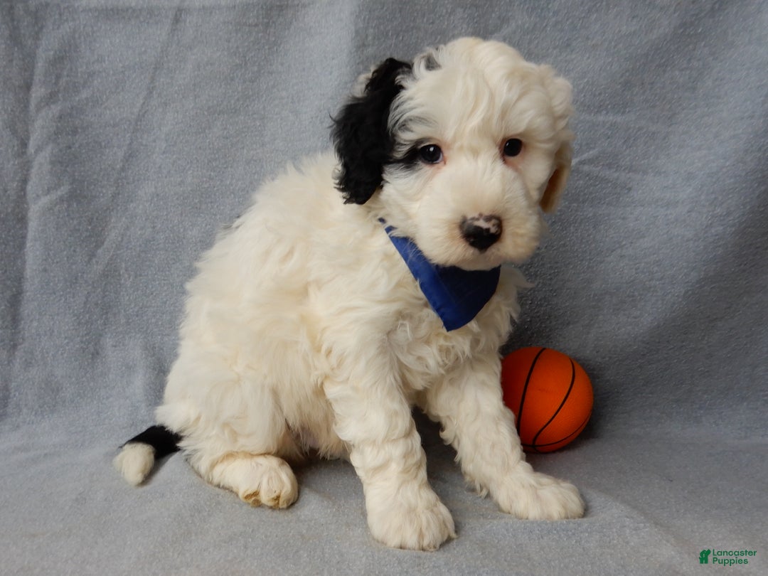 Sheepadoodle dogs for sale: Alec - Ad 2