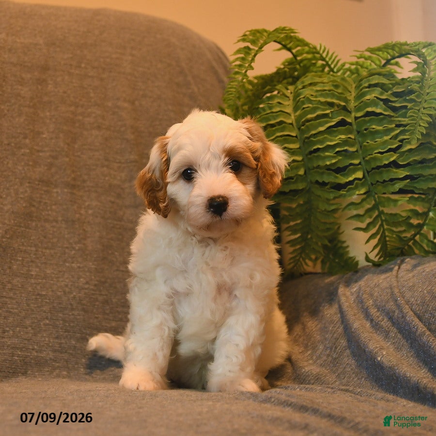 Cavapoo dogs Hershey - Ad 2