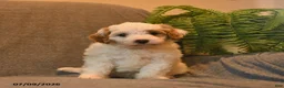 Cavapoo dogs for sale: Hershey - Ad 2