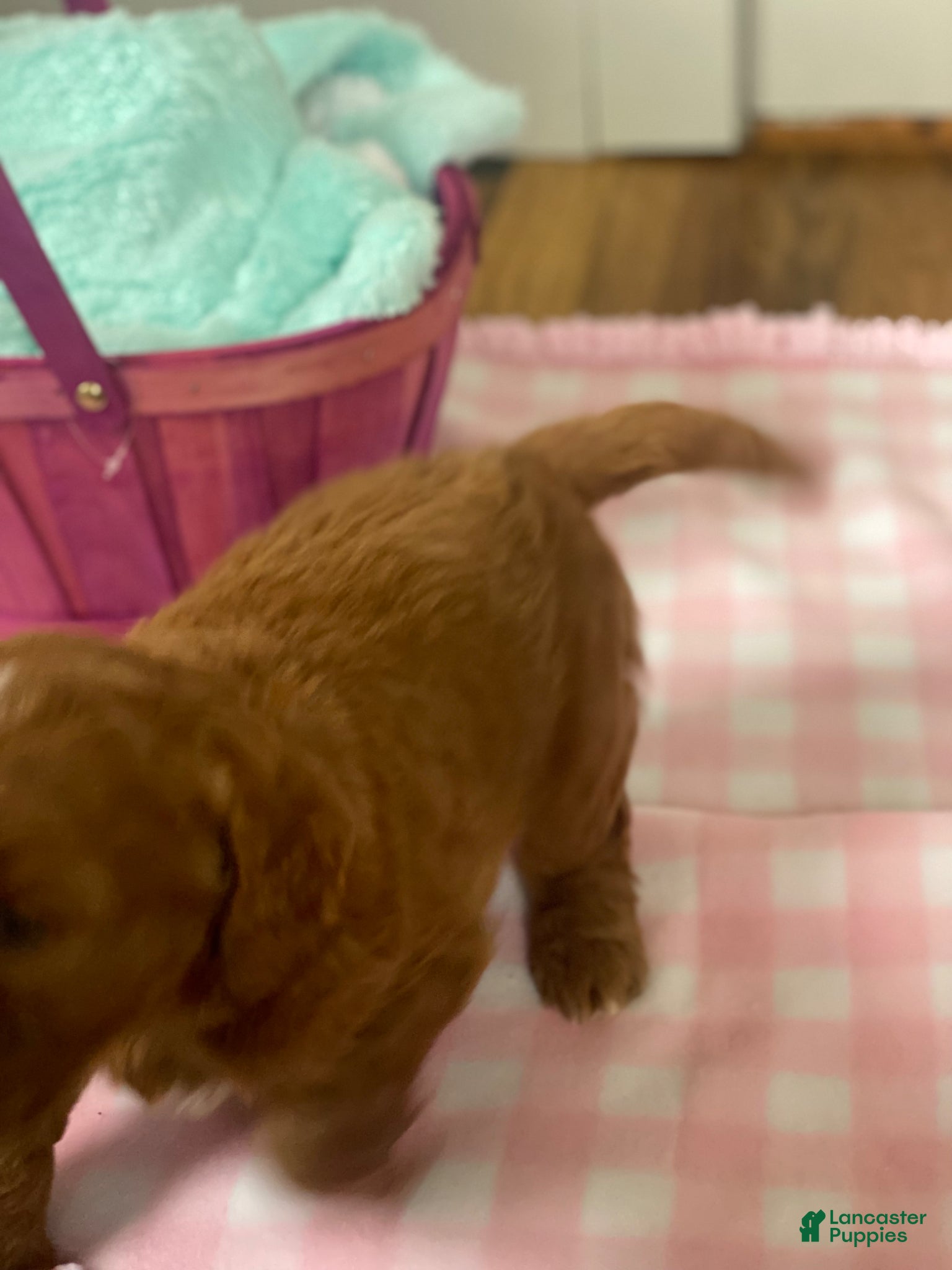 Goldendoodle dogs Goldendoodle Puppy 1 - Ad 2