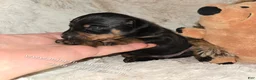 Miniature Pinscher dogs for sale: AKC Cosmo  - Ad 3