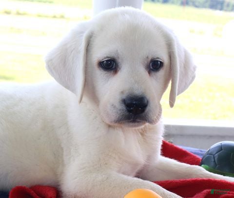 Labrador Retriever dogs Winston - Champ lines - Ad 1