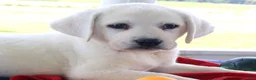 Labrador Retriever dogs for sale: Winston - Champ lines - Ad 1