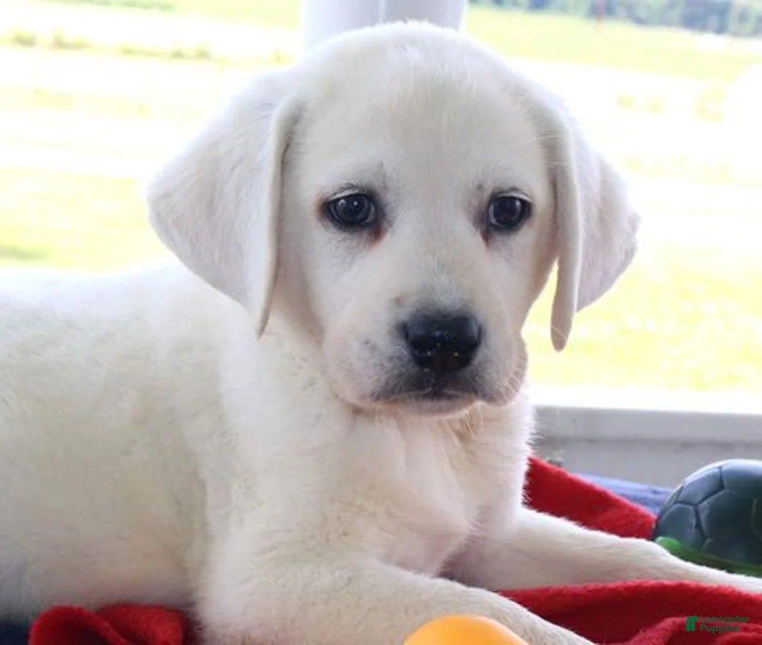 Labrador Retriever dogs for sale: Winston - Champ lines - Ad 1