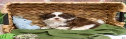 Shih Tzu dogs for sale: Andre  - Ad 7