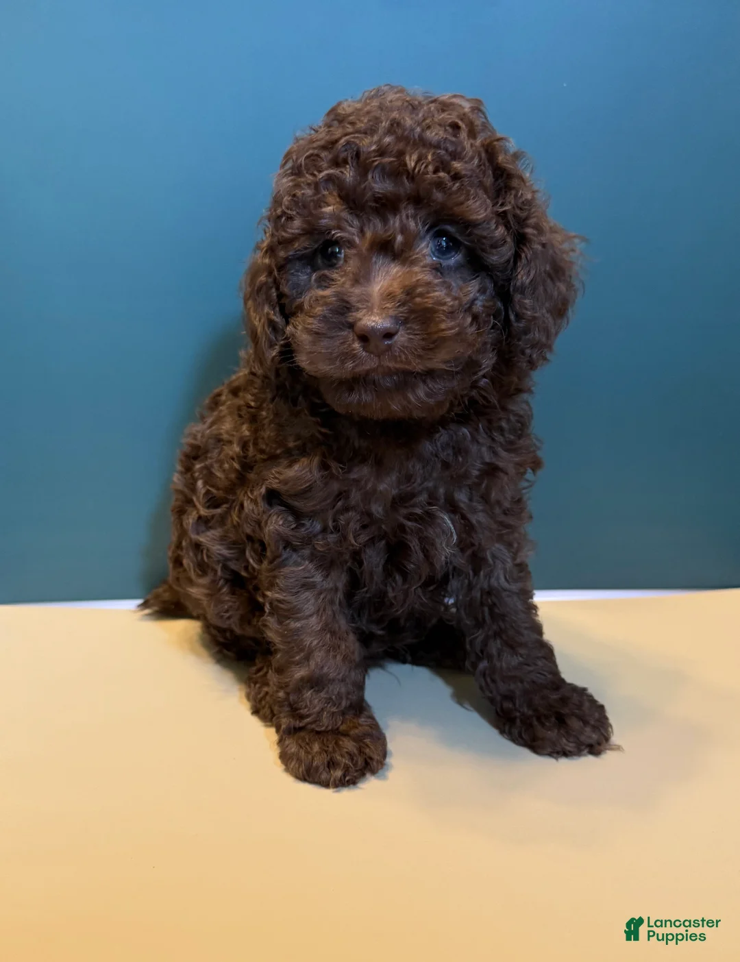 Toy Poodle dogs for sale: Beau - Ad 2