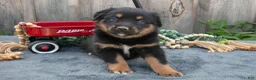 Mixed Breed dogs for sale: Getty - Ad 1