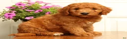 Mini Goldendoodle dogs for sale: Dallas - Ad 6