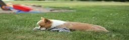 Welsh Corgi Pembroke dogs for sale: Dixie 🐶💖 - Ad 13