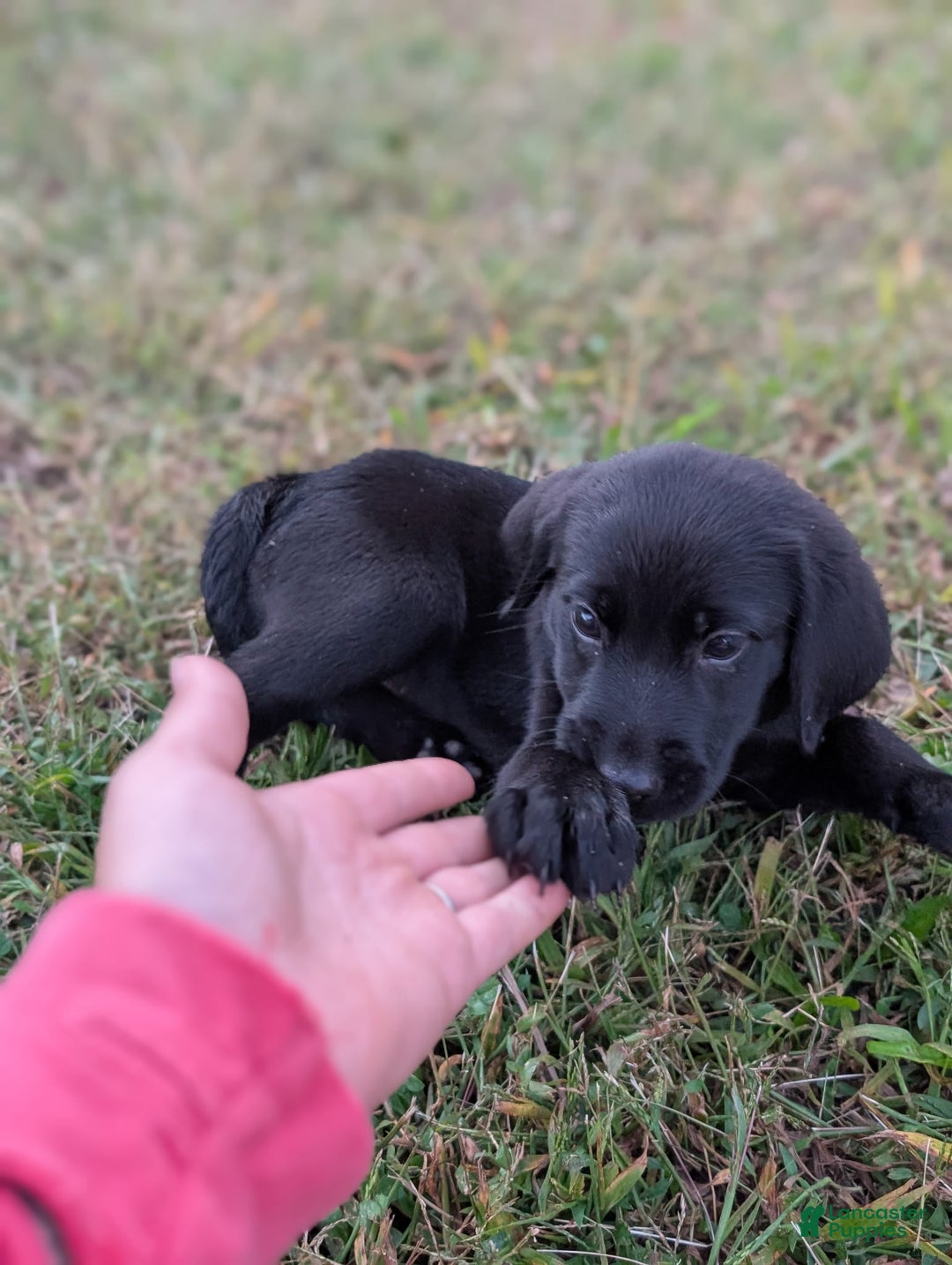 Fur Goldador Puppies for sale Lancaster Puppies