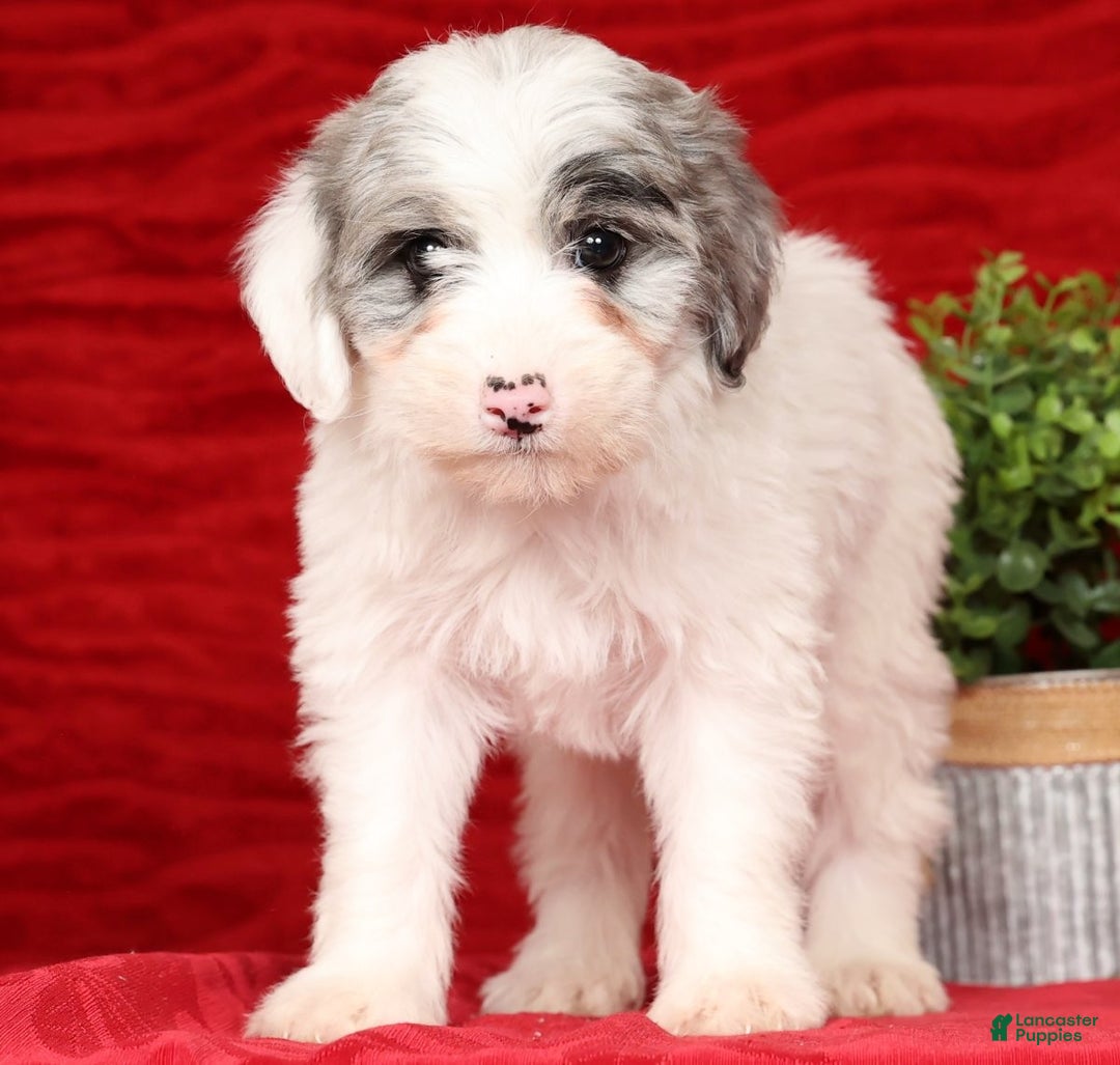 Mini Sheepadoodle dogs for sale: Diesel - Ad 2