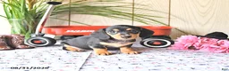 Miniature Dachshund dogs for sale: Molly - Ad 3
