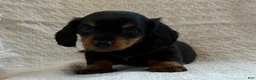 Miniature Dachshund dogs for sale: Alexis - Ad 4