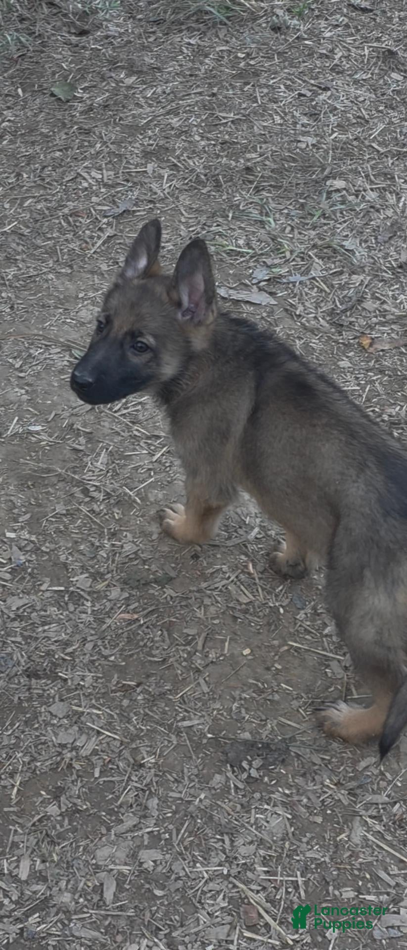 German Shepherd dogs for sale: German Shepherd 1 - Ad 1