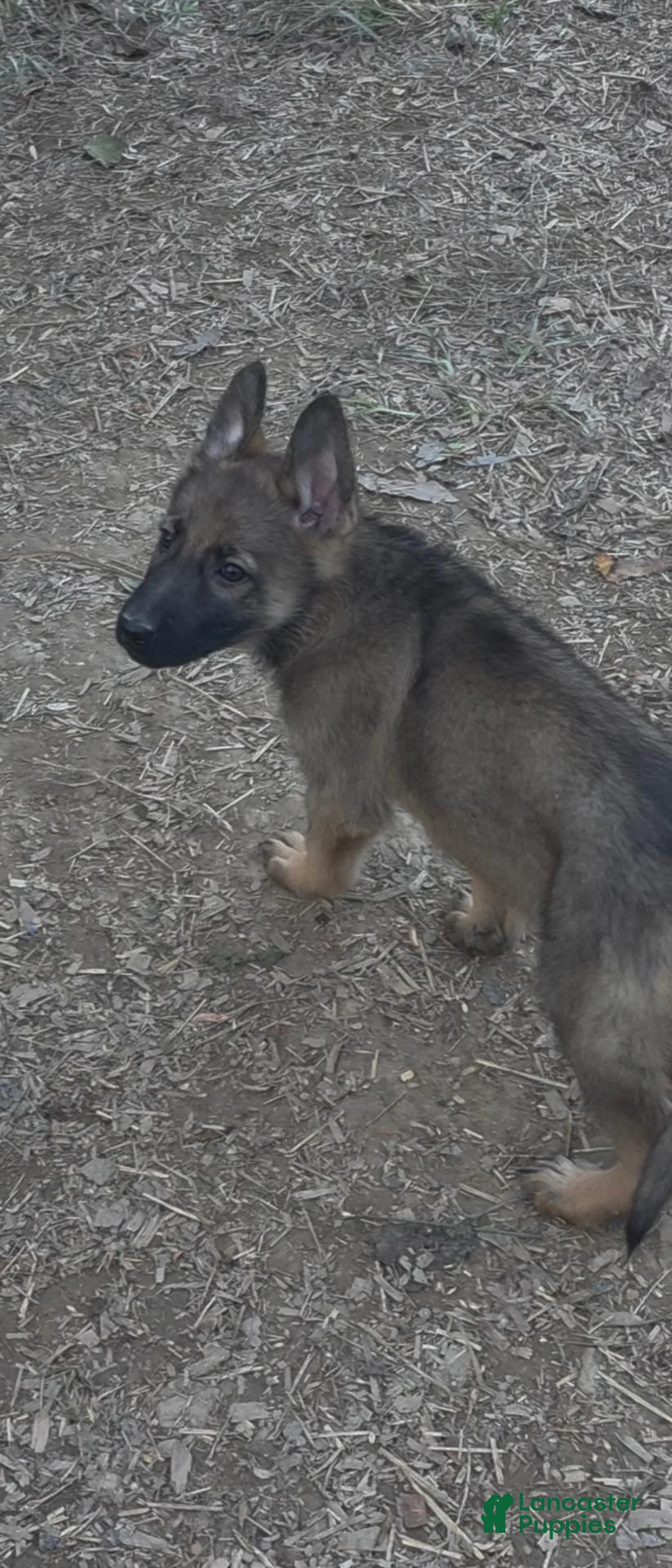 German Shepherd dogs for sale: German Shepherd 1 - Ad 1