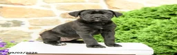 Cane Corso dogs for sale: Cleo - Ad 5