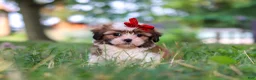 Shih Tzu dogs for sale: Coco - Ad 4
