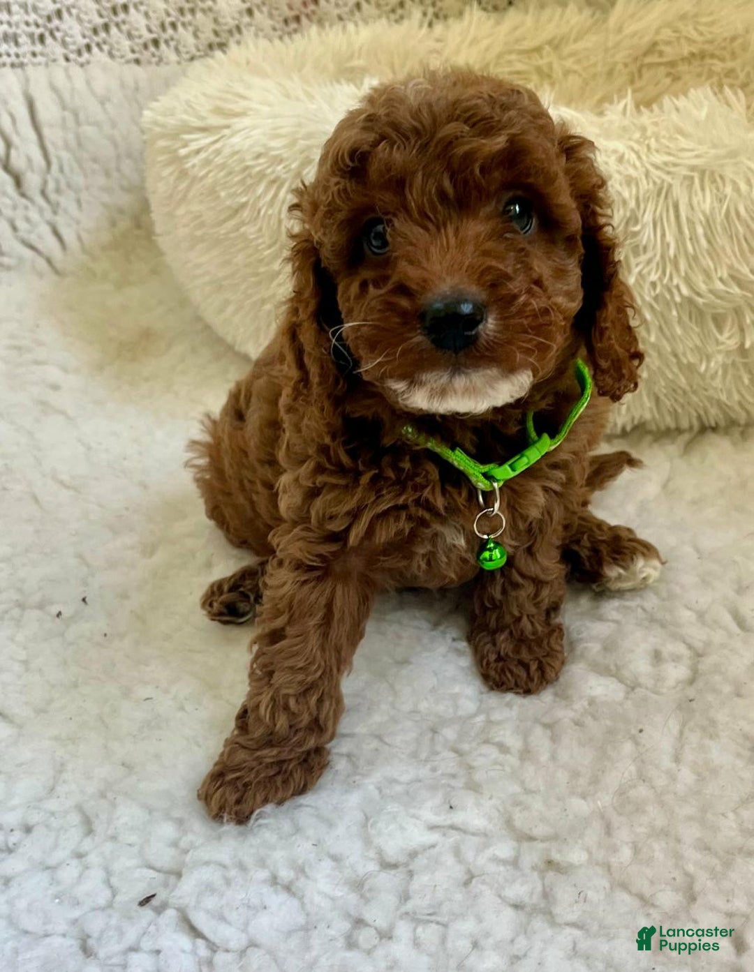 Cavapoo dogs for sale: Molly - Ad 7
