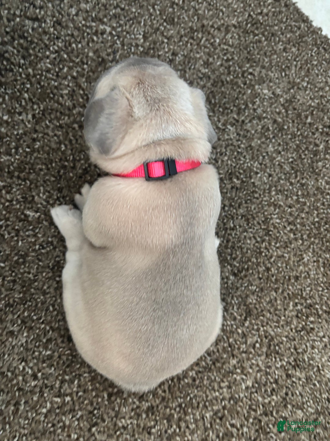 French Bulldog dogs for sale: Nala - Ad 3