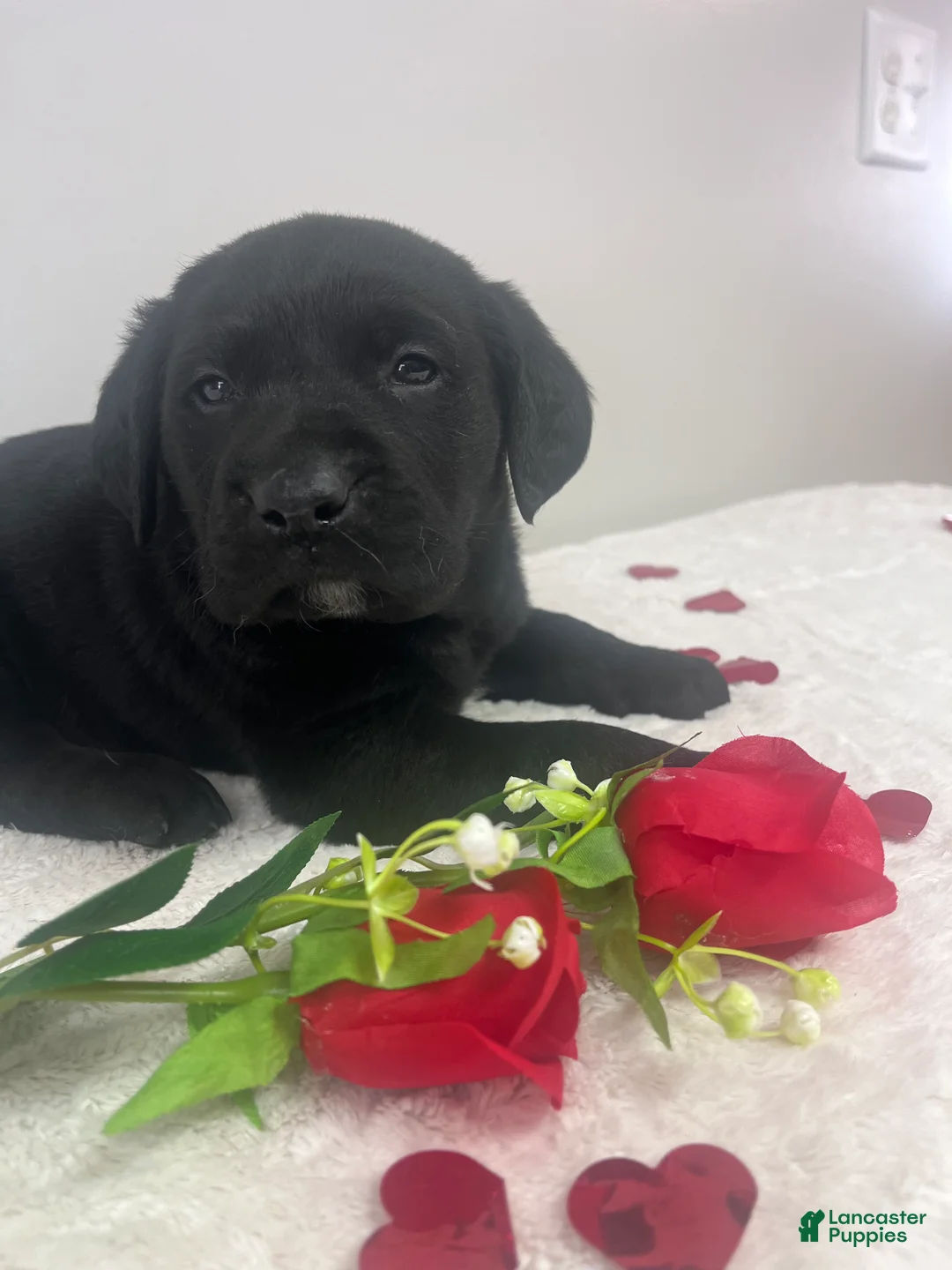 Labrador Retriever dogs for sale: Ace - Ad 2