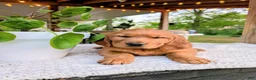 Golden Retriever dogs for sale: Hazel - Ad 4