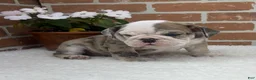 English Bulldog dogs for sale: Teresa - Ad 7