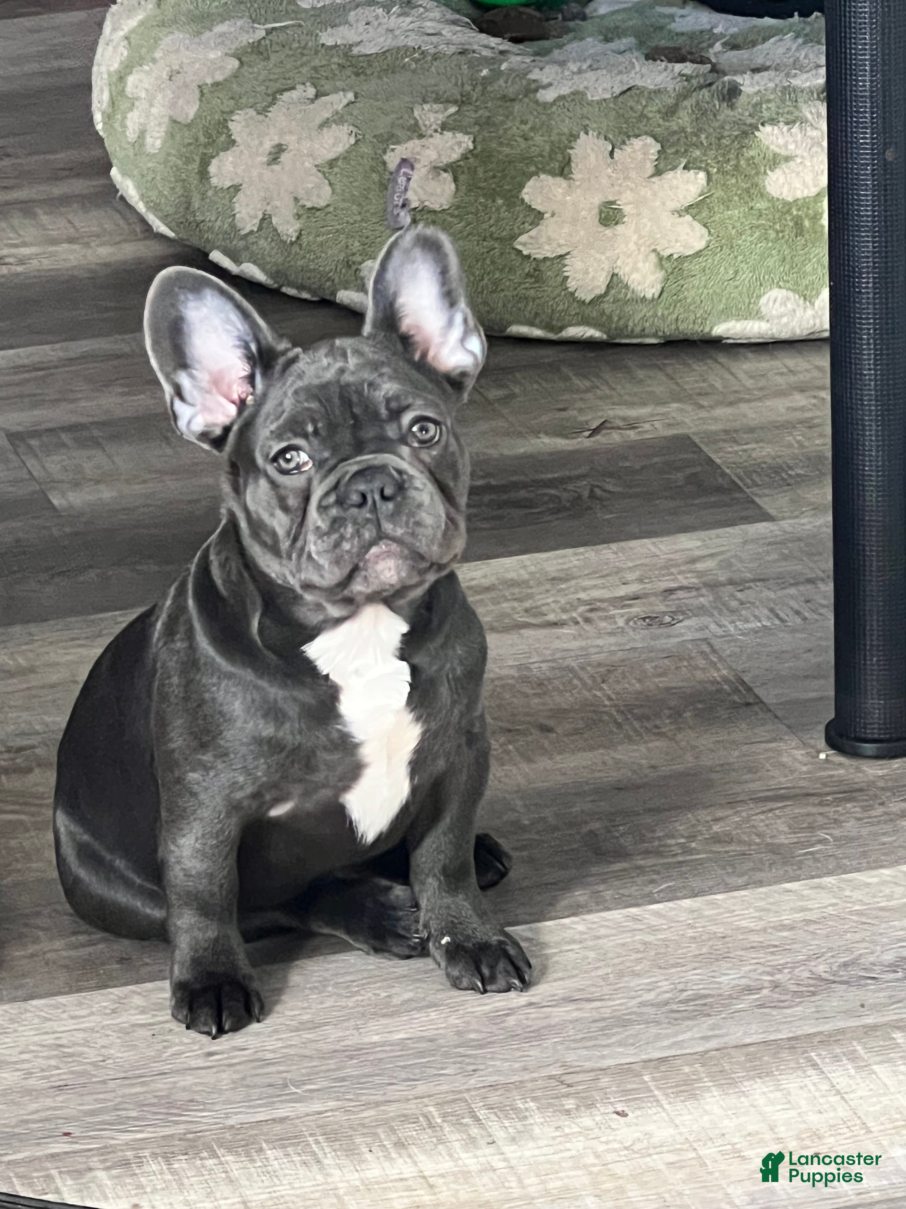 French Bulldog dogs MISO - Ad 21