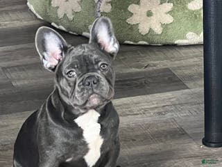 French Bulldog dogs MISO - Ad 9