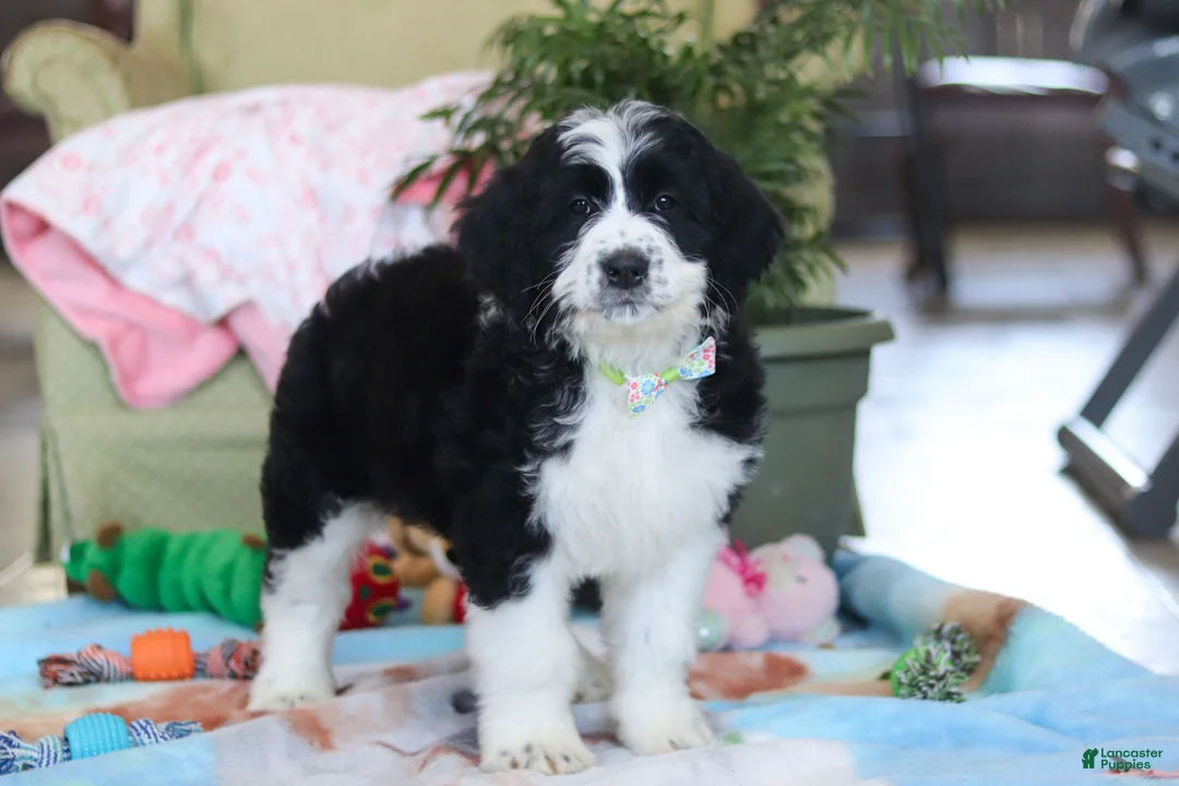Bernedoodle dogs for sale: Ryder - Ad 6