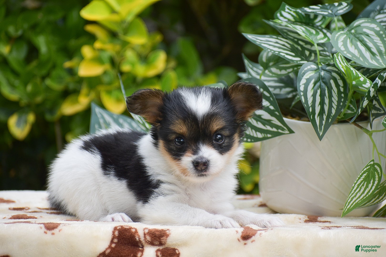 Papillon dogs Flora - Ad 1
