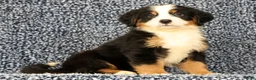 Bernese Mountain Dog dogs for sale: Chase - Ad 3