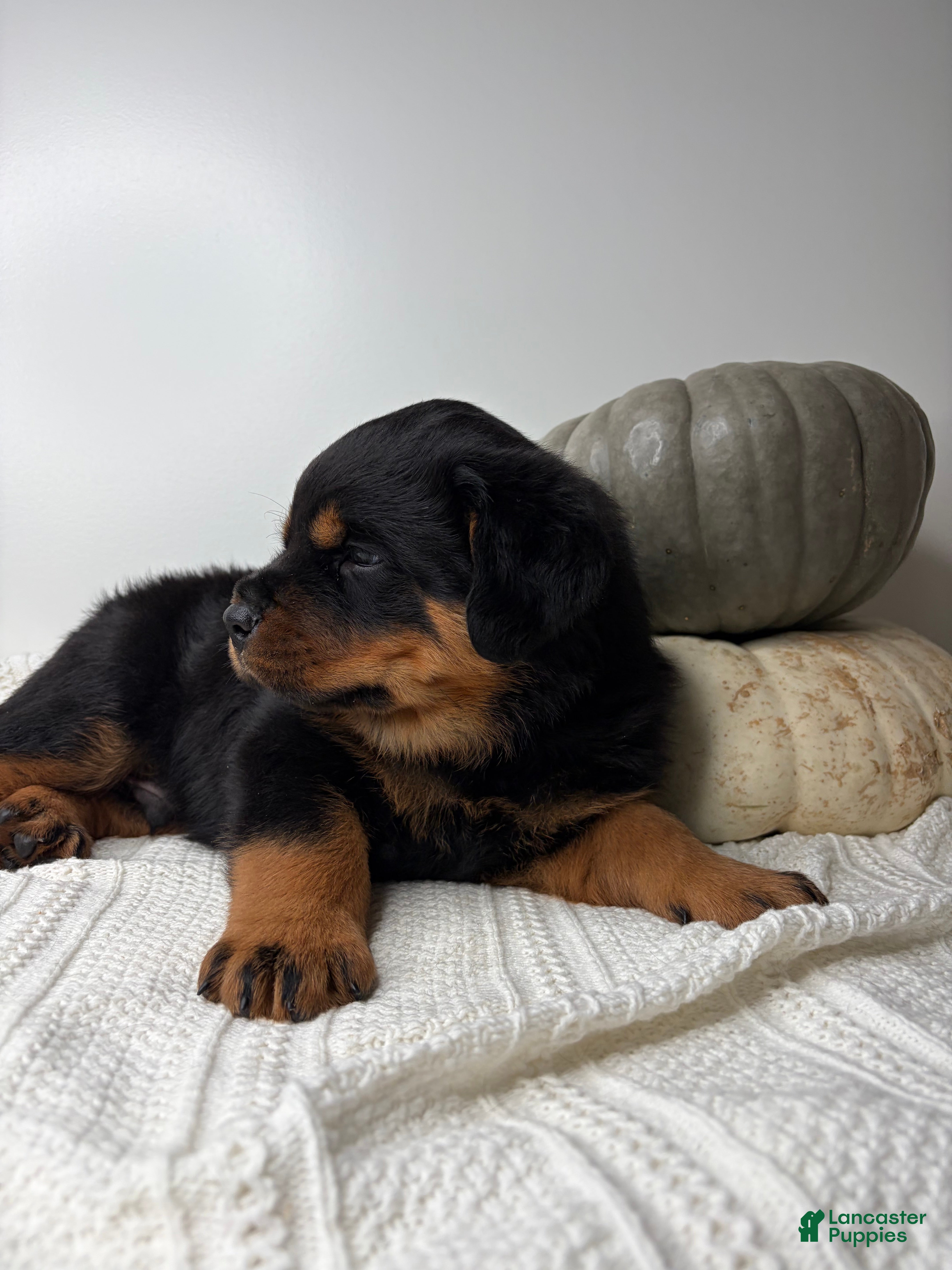 Rottweiler dogs Chase - Ad 2