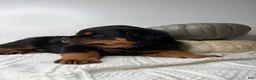 Rottweiler dogs for sale: Chase - Ad 2