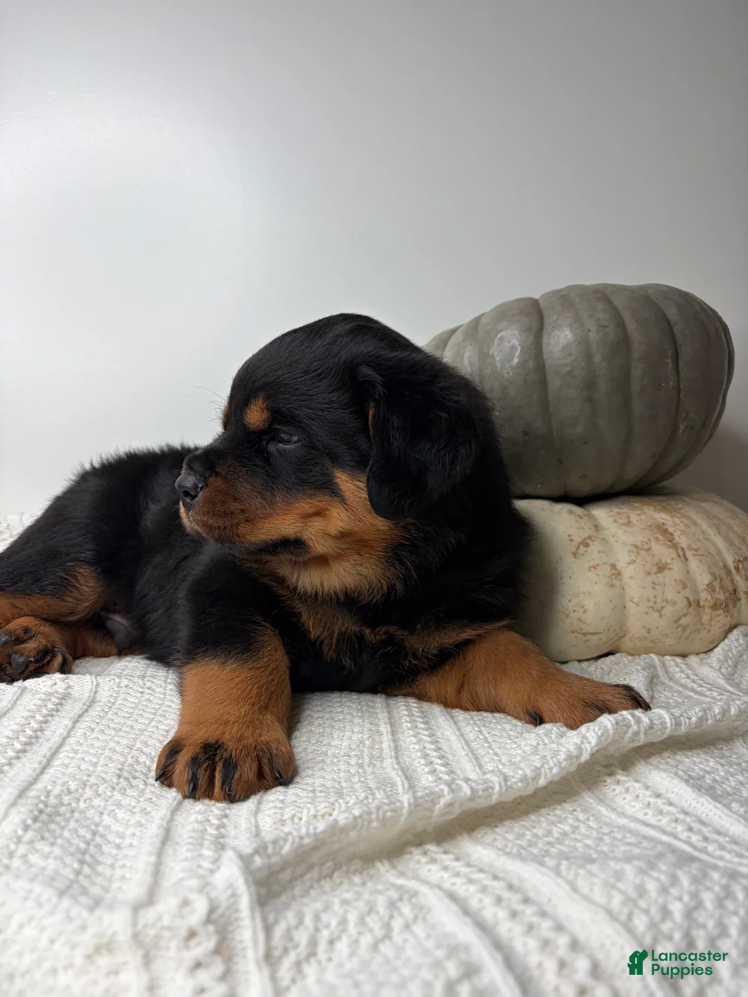 Rottweiler dogs for sale: Chase - Ad 2