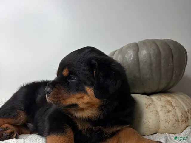 Rottweiler dogs Chase - Ad 2