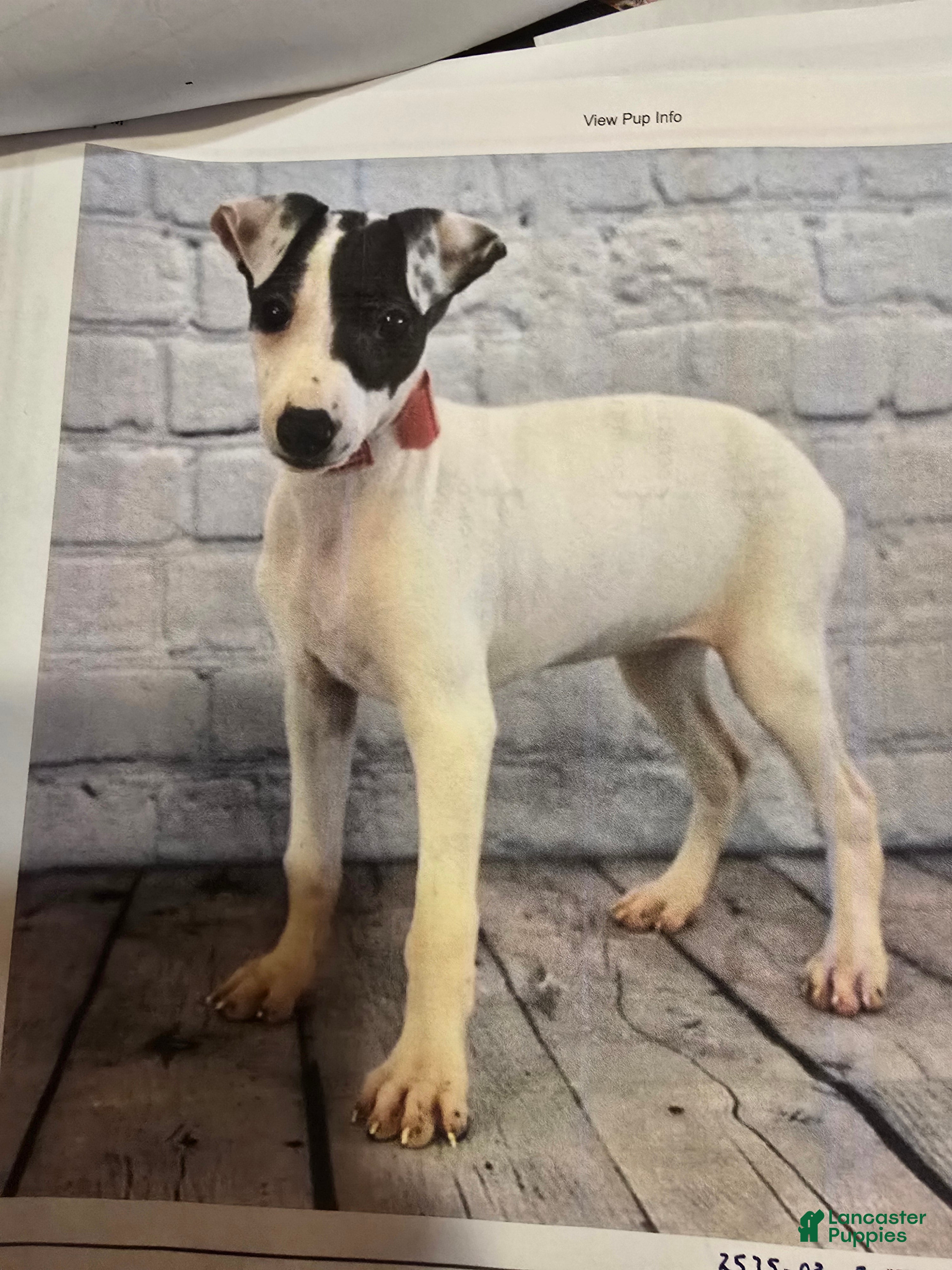 Italian Greyhound dogs Italian Greyhound Puppy 1 - Ad 2