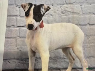 Italian Greyhound dogs Italian Greyhound Puppy 1 - Ad 25