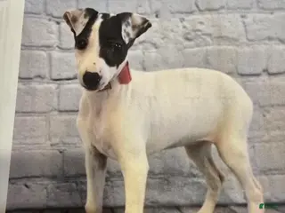 Italian Greyhound dogs Italian Greyhound Puppy 1 - Ad 2