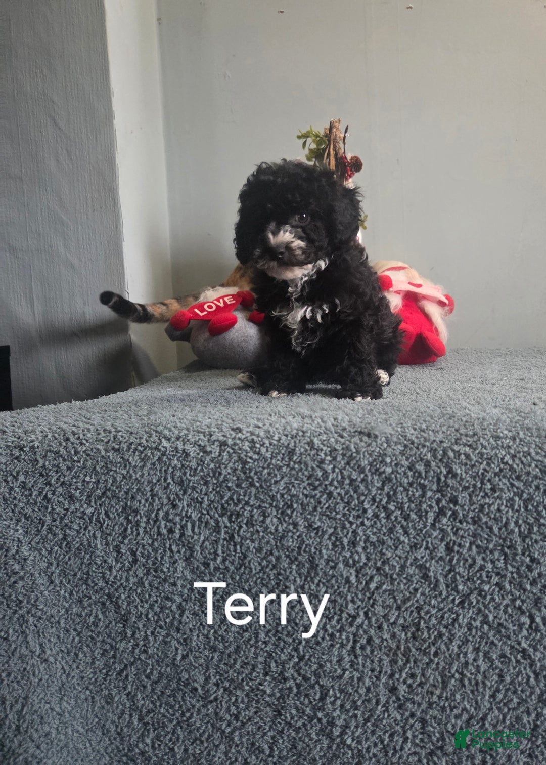 Cavapoo dogs for sale: Terry - Ad 4