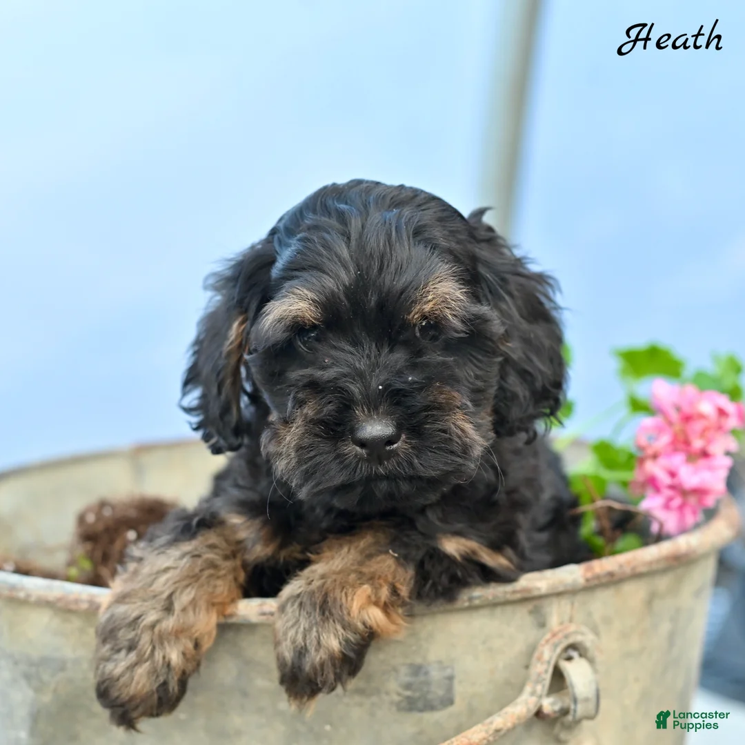 Cockapoo dogs for sale: Heath - Ad 1
