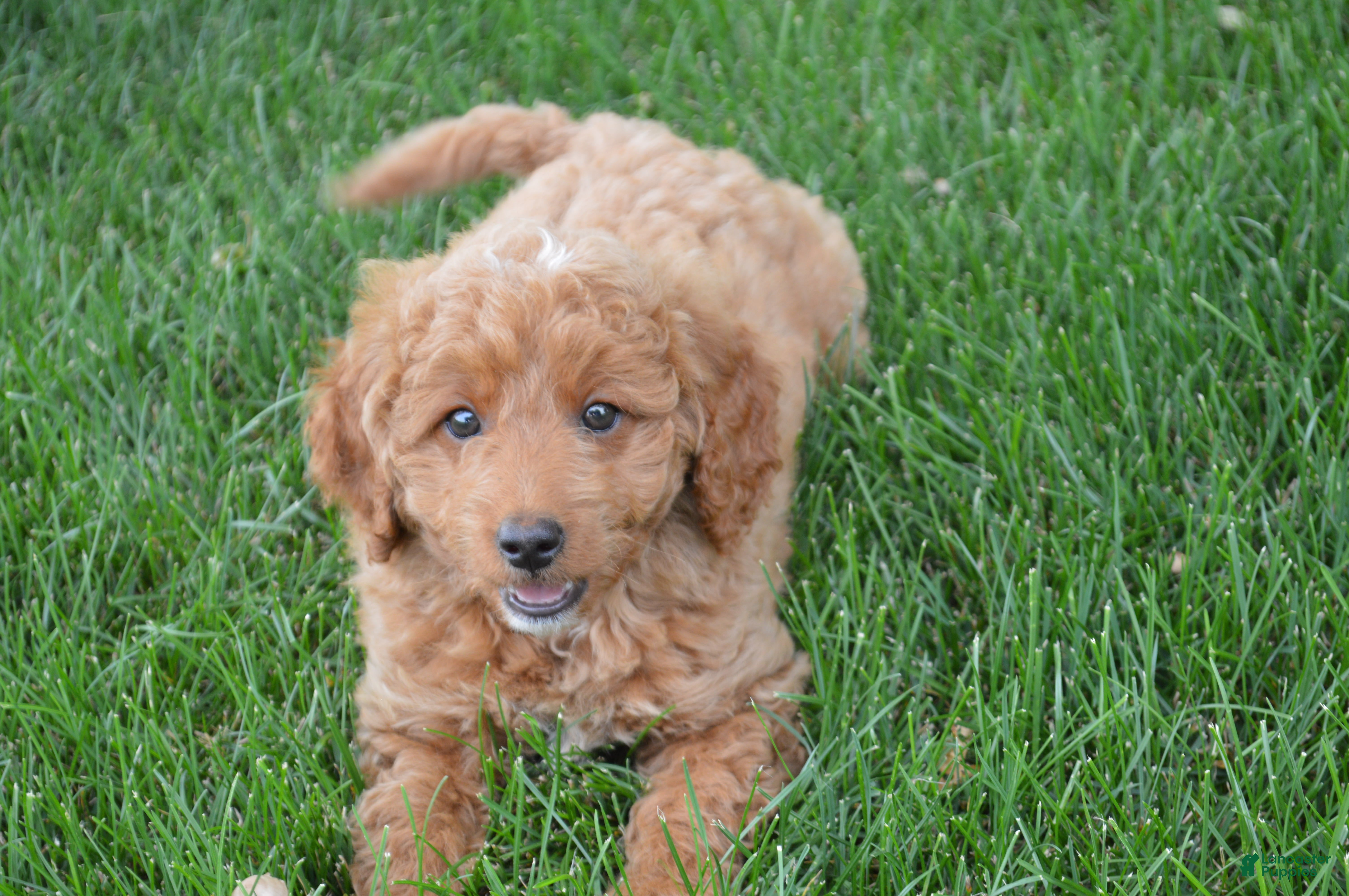 Mini Goldendoodle dogs Mimi - Ad 1